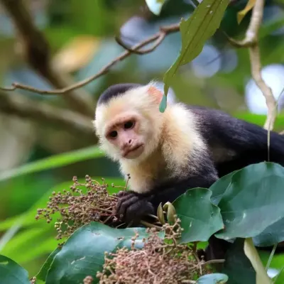 Birdwatching & Nature Hike – Marino Ballena National Park