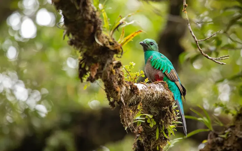 Monteverde Birdwatching Experience