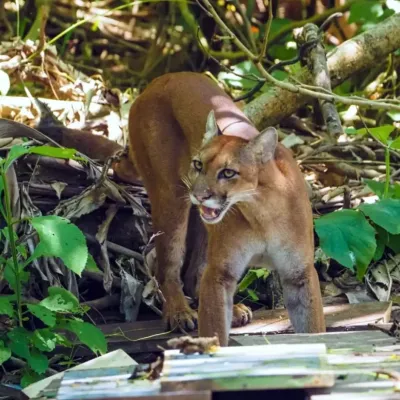 Corcovado National Park Hike